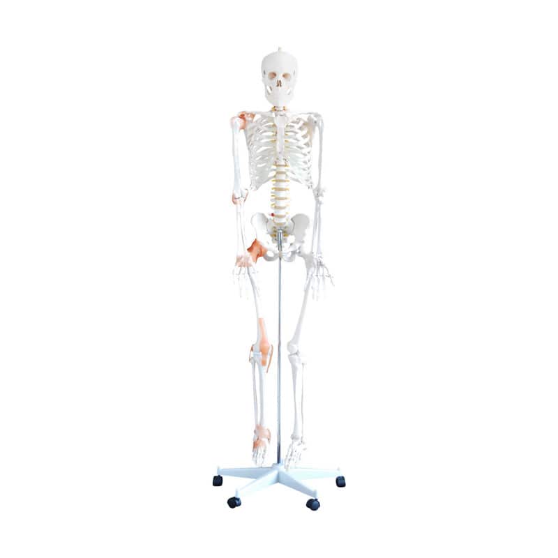 Human Skeleton Model