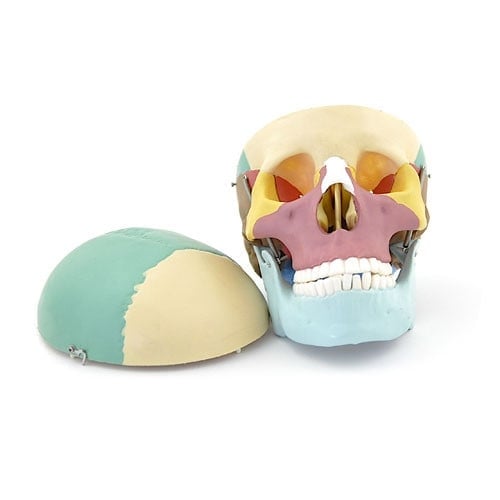 Coloured Skull Model