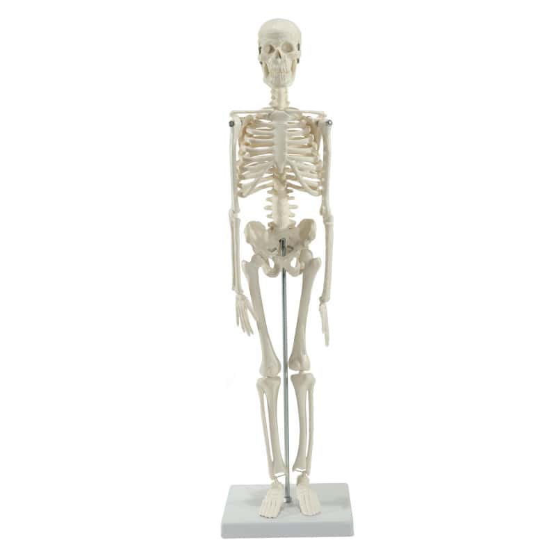Model Skeleton (Miniature)