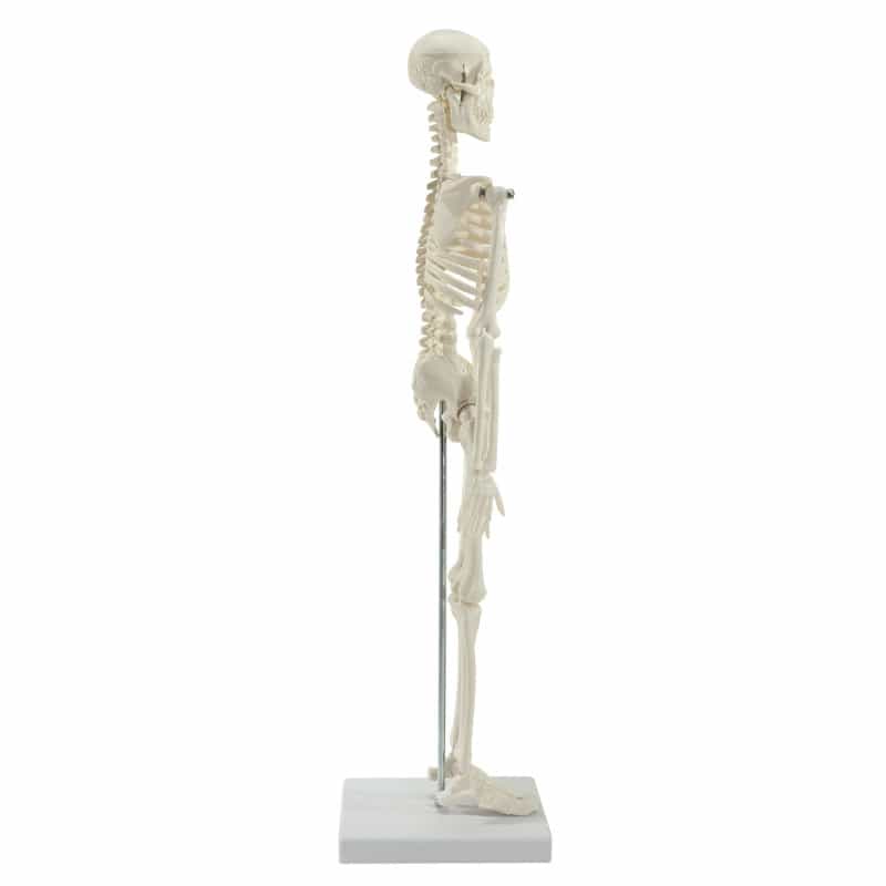 Model Skeleton (Miniature)