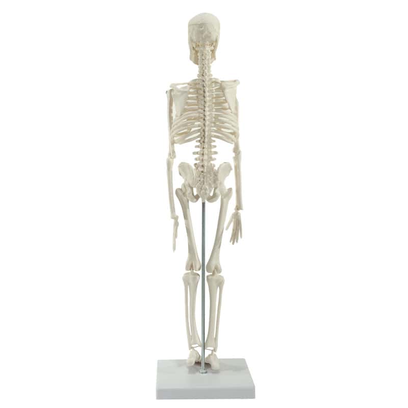 Model Skeleton (Miniature)