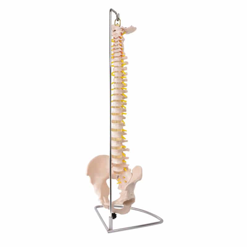 Model of a Spinal Column with Pelvis
