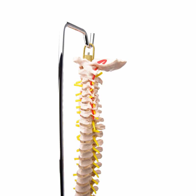 Model of a Spinal Column with Pelvis