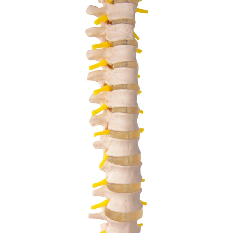 Model of a Spinal Column with Pelvis