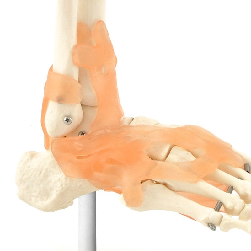 Skeletal Foot Model