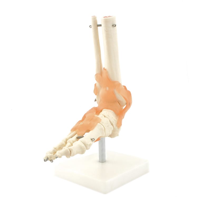 Skeletal Foot Model