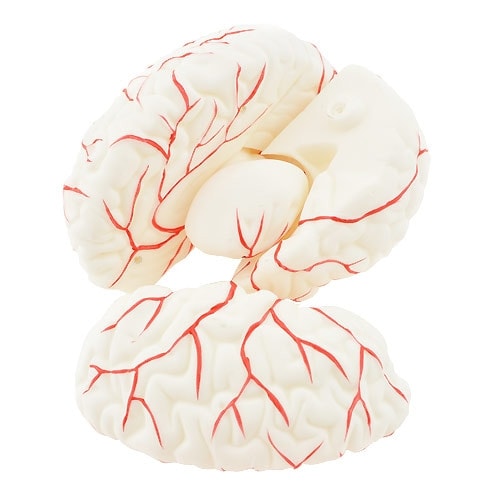 Brain Anatomical Model