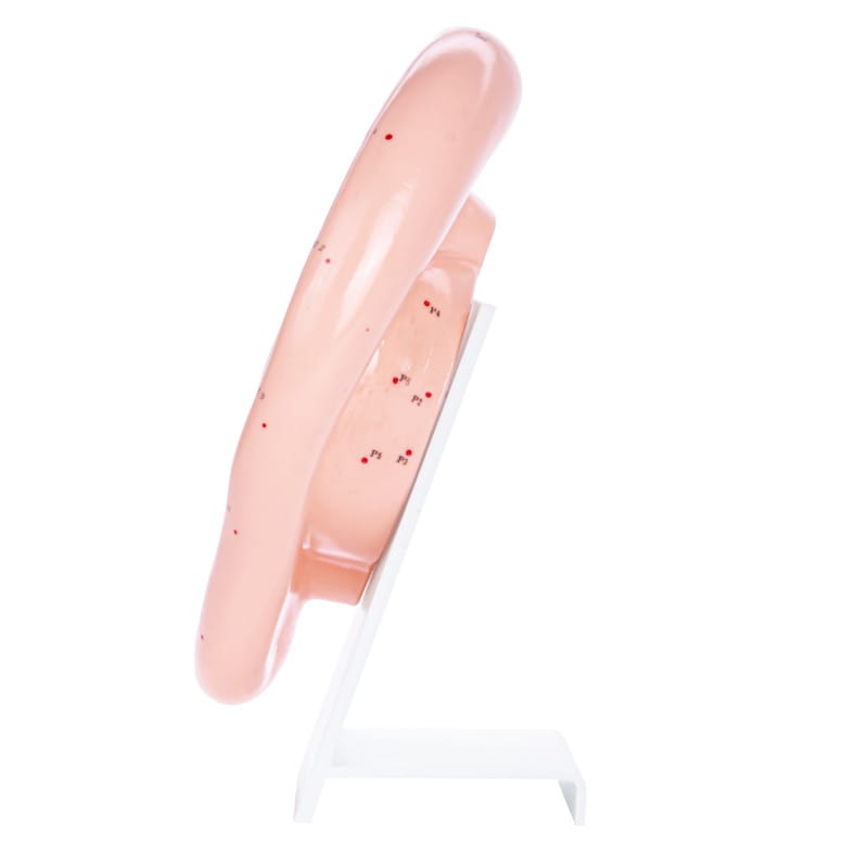 Ear Acupuncture Model