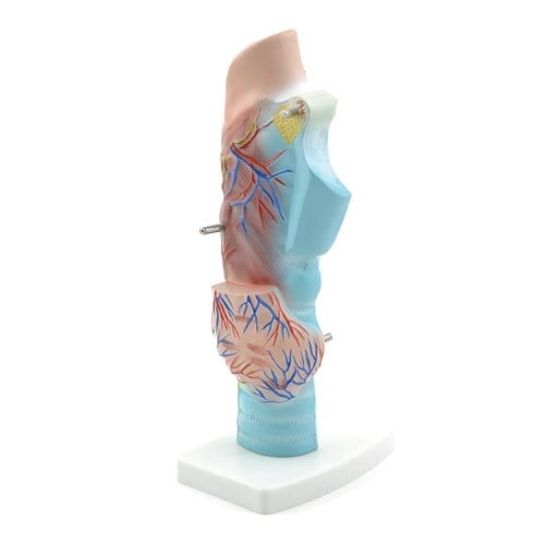 3-Piece Larynx Model