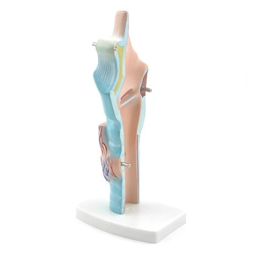 3-Piece Larynx Model