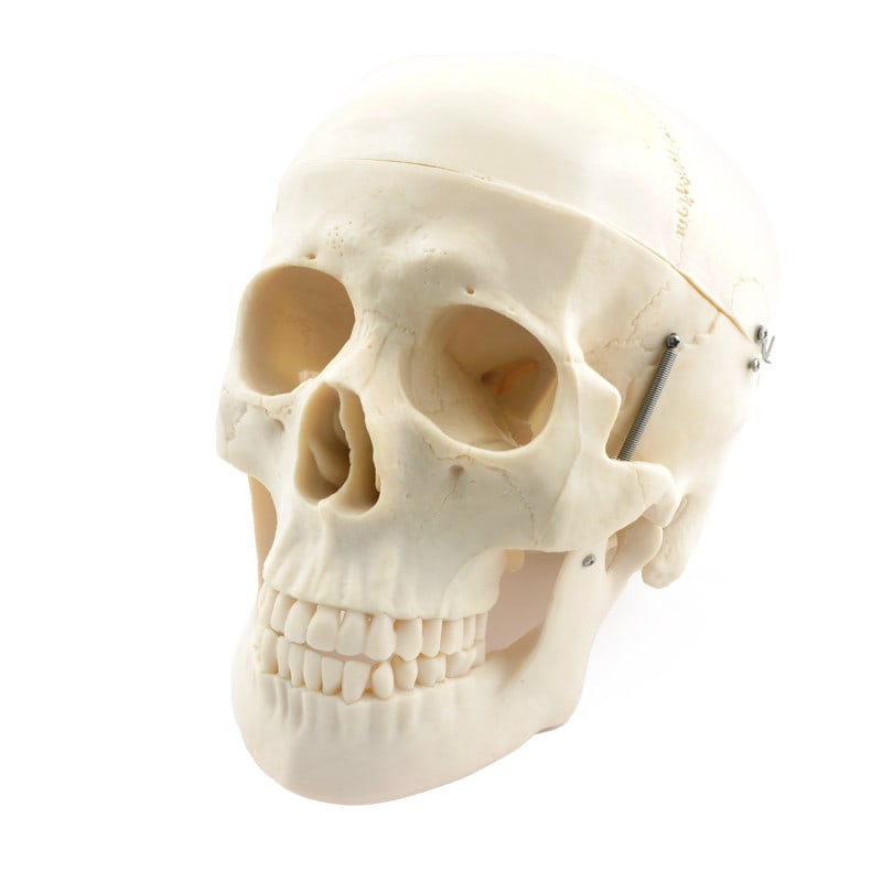 Disassembled Human Skeleton Model