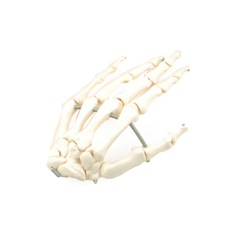 Disassembled Human Skeleton Model