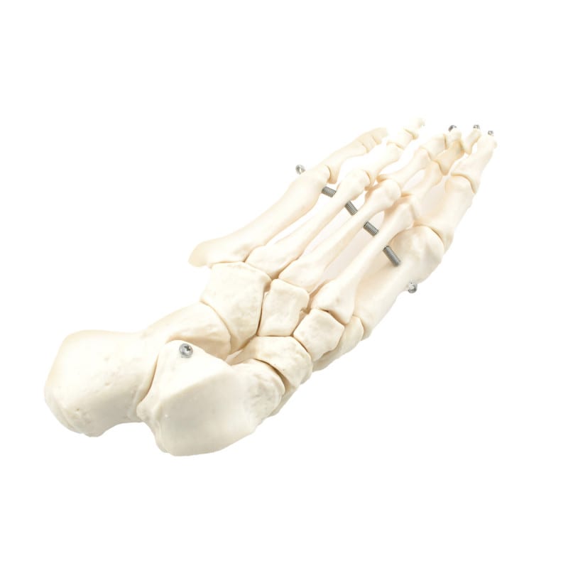 Disassembled Human Skeleton Model