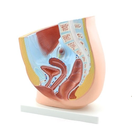 Female Pelvic Model