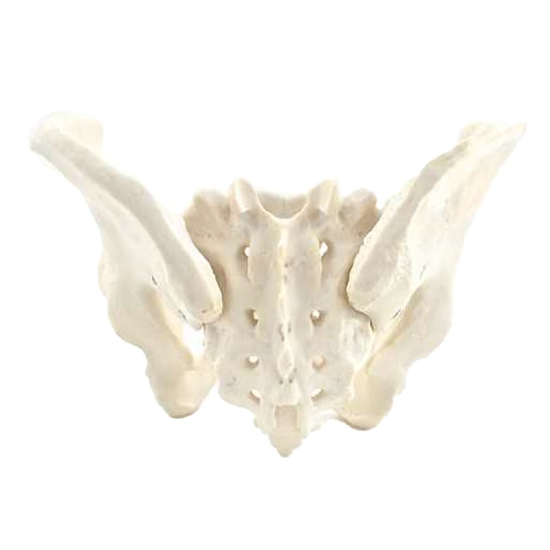 Skeletal Pelvis Model, Male