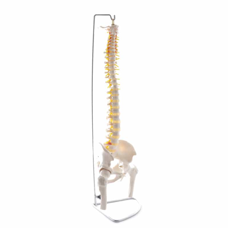 Spinal Column Model with Pelvis and Femoral Heads