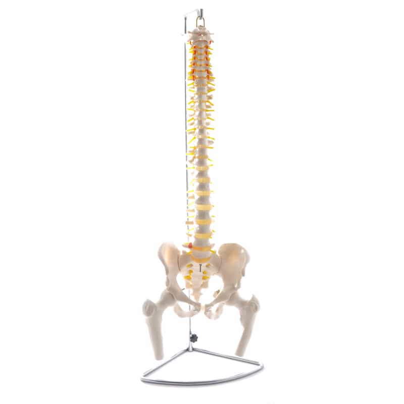 Spinal Column Model with Pelvis and Femoral Heads