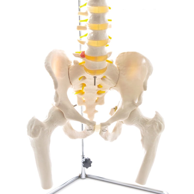 Spinal Column Model with Pelvis and Femoral Heads