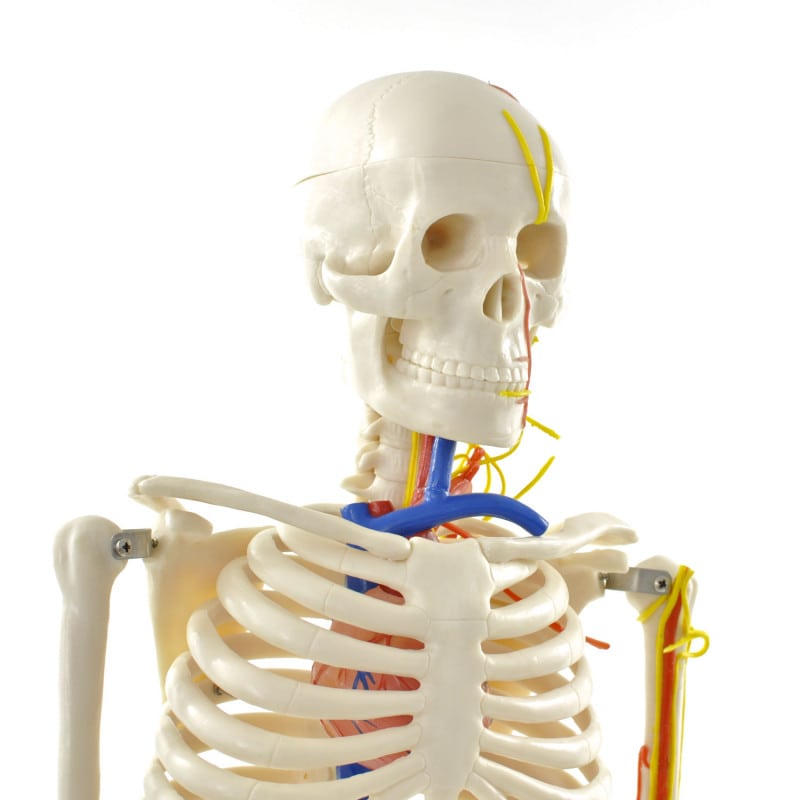 Human Skeleton Model