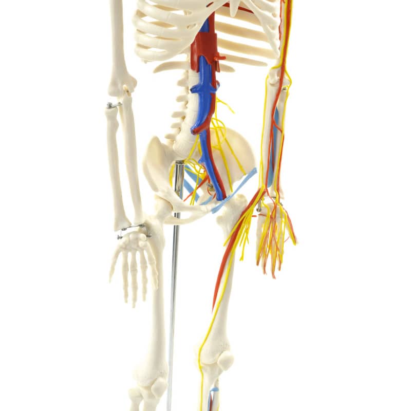 Human Skeleton Model