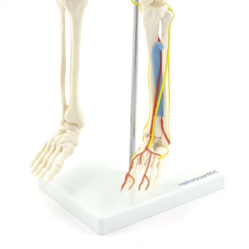 Human Skeleton Model