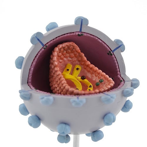 HIV Virus Model