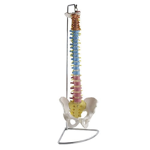 Didactic Vertebral Column Model