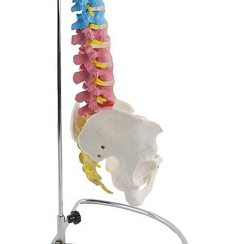 Didactic Vertebral Column Model
