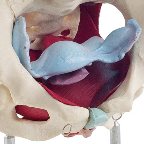 Female Pelvis Model