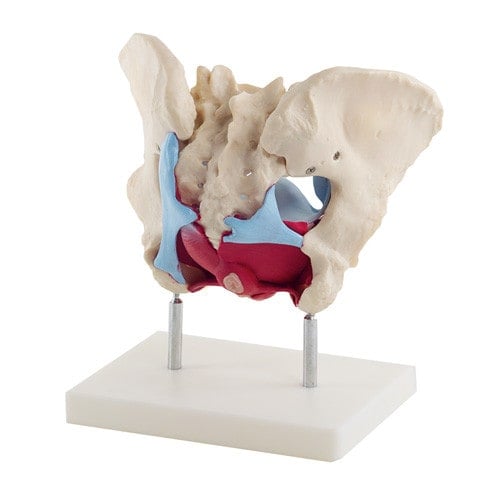 Female Pelvis Model