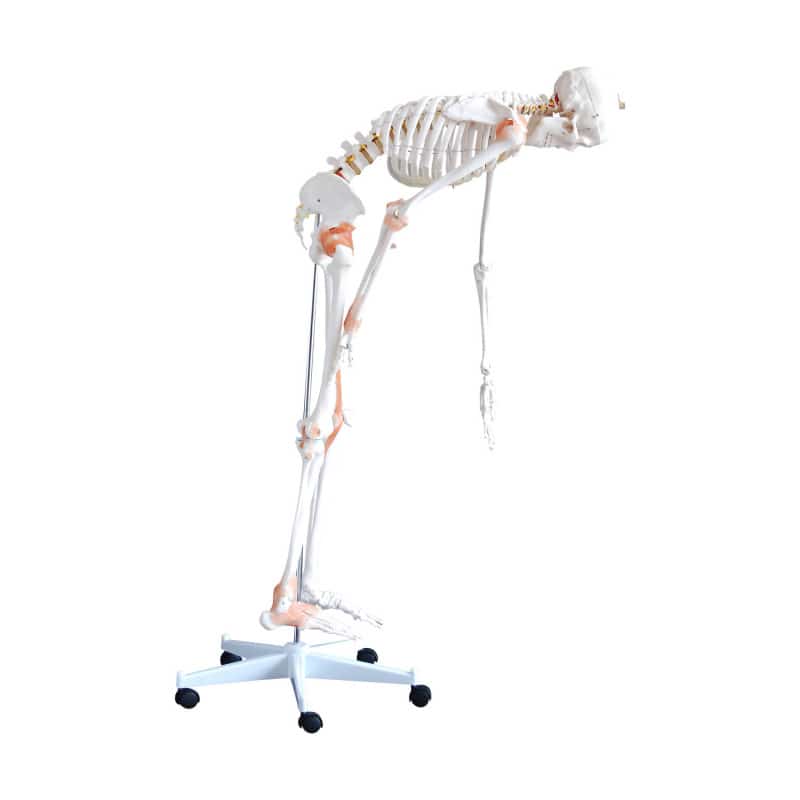 Human Skeleton Model