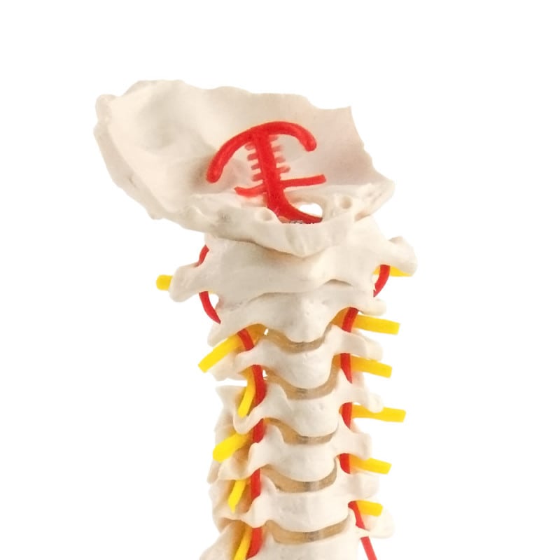 Cervical Spine Model
