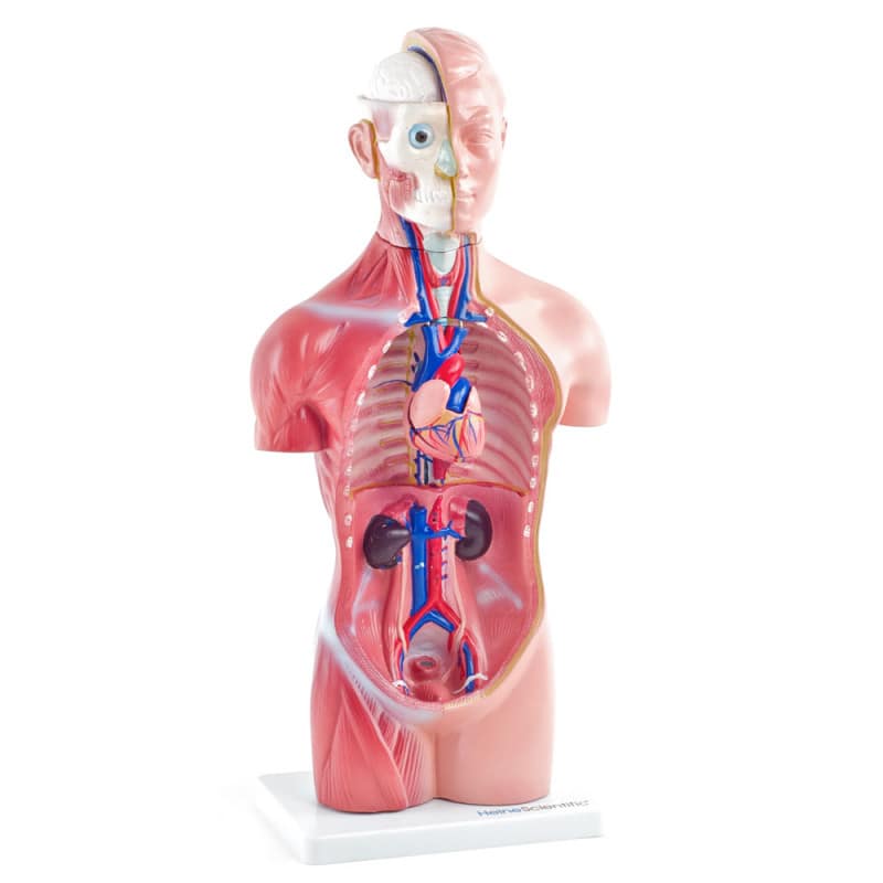 Genderless Torso Model