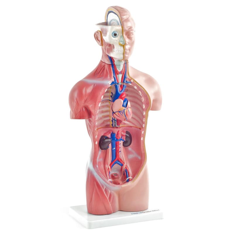 Genderless Torso Model