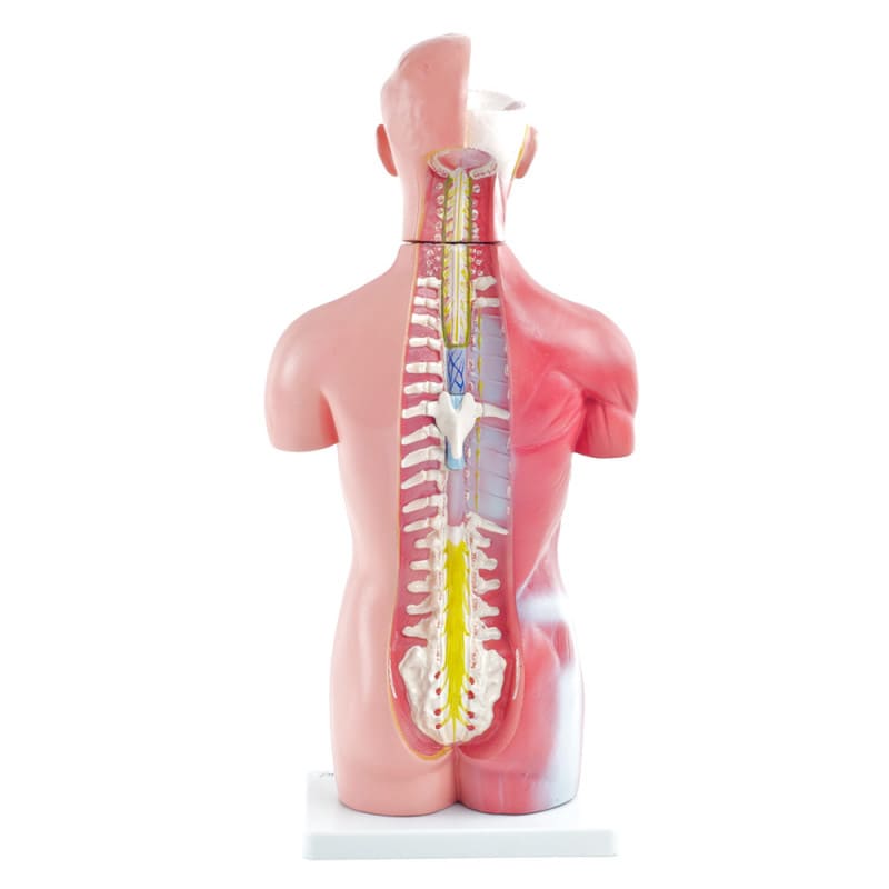 Genderless Torso Model