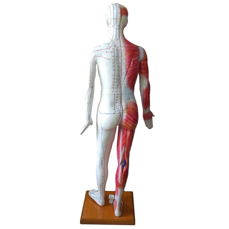 Life-size Acupuncture Model