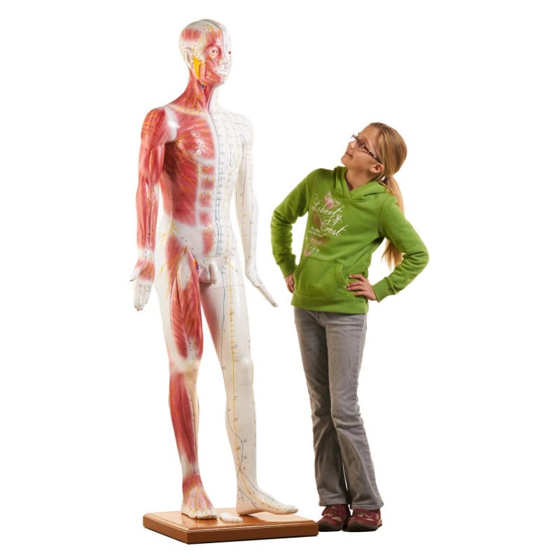 Life-size Acupuncture Model