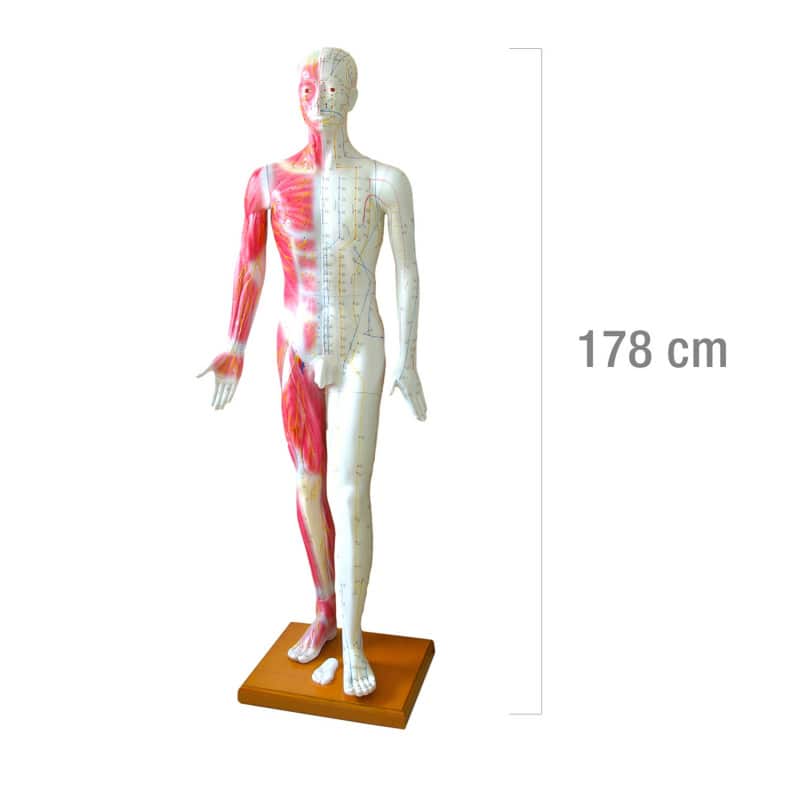Life-size Acupuncture Model