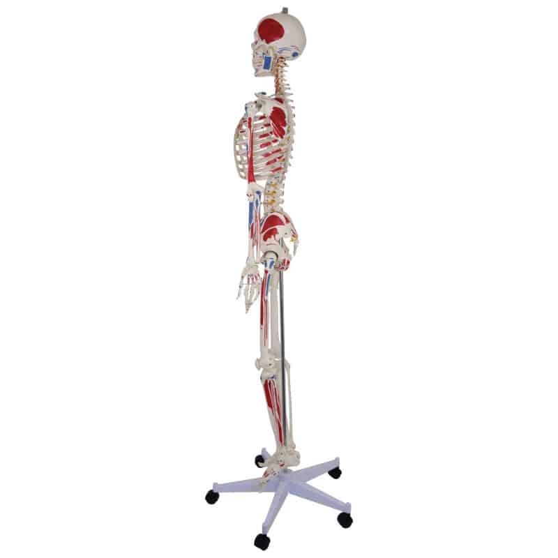 Skeleton Model with Painted Musculature