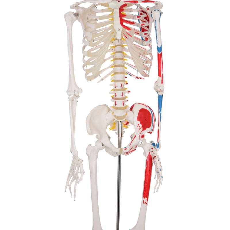 Skeleton Model with Painted Musculature