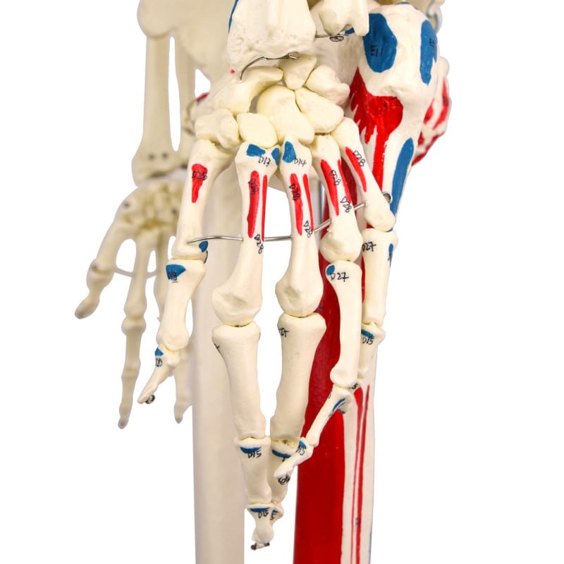 Skeleton Model with Painted Musculature