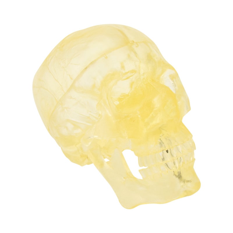 Transparent Skull Model