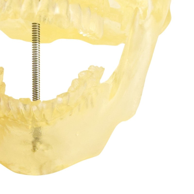 Transparent Skull Model