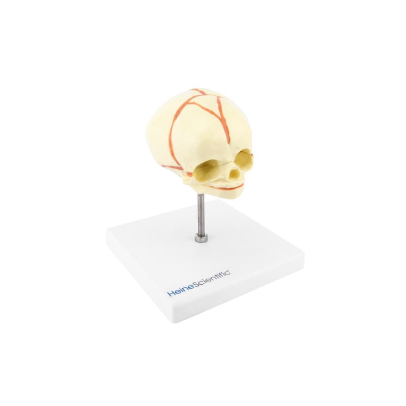 Foetus Skull Model