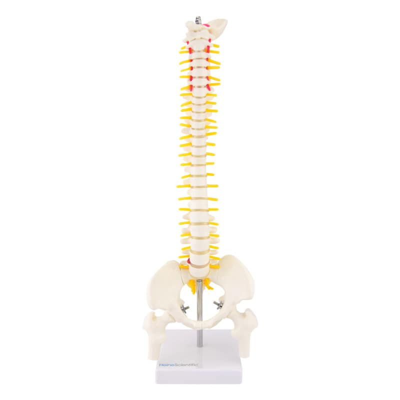 Miniature Spinal Column