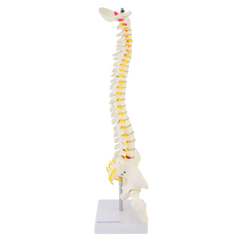 Miniature Spinal Column
