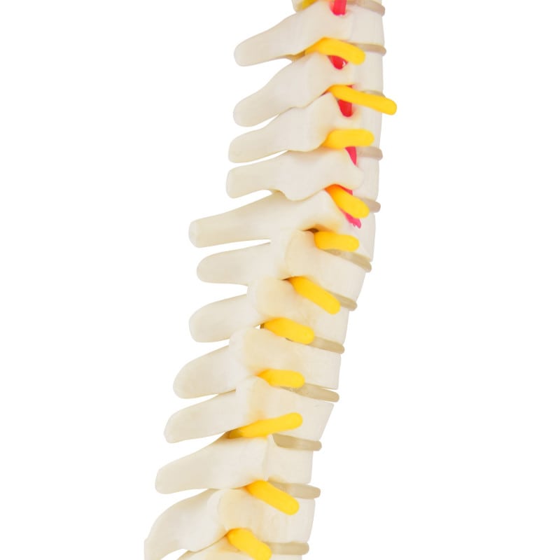Miniature Spinal Column