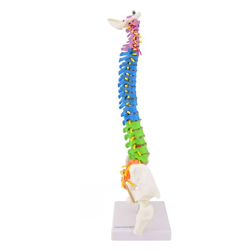 Didactic Miniature Spinal Column