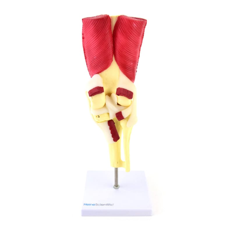 Knee Model