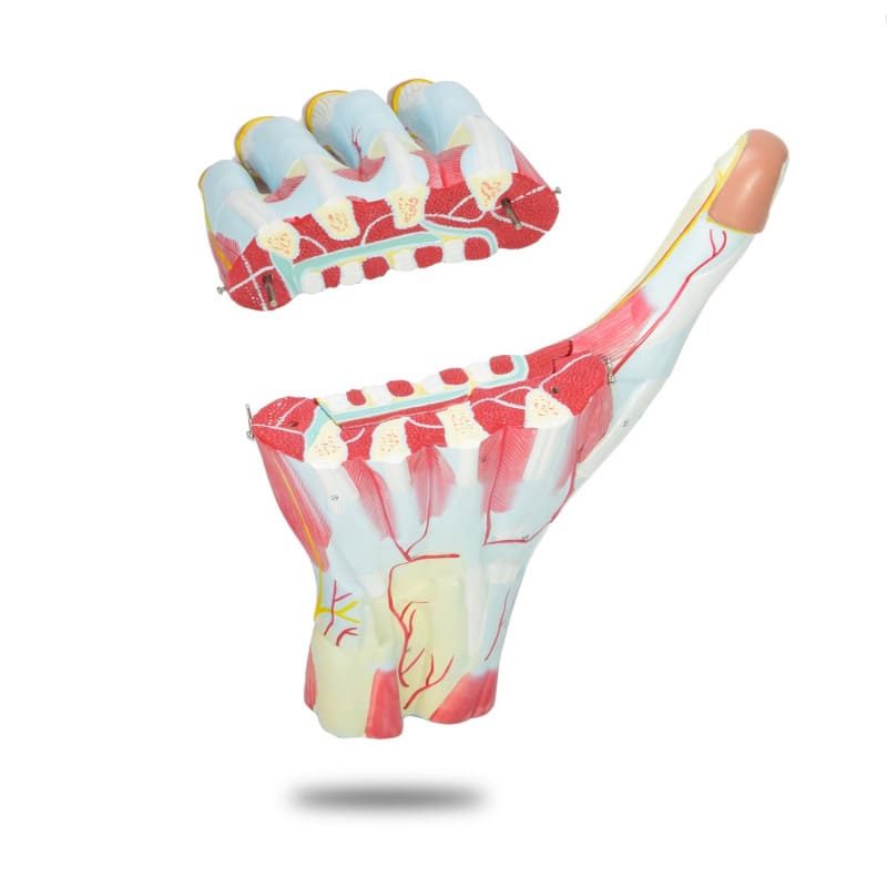 Three-Part Hand Model